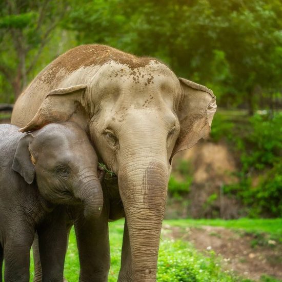 Elephant Jungle Sanctuary